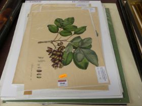 A collection of unframed prints, principally being botanical examples but to include some