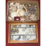 Two boxes of shells and fossils