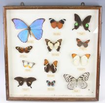 Lepidoperology, a collection of butterflies to include Morpho didius, Parnacea prolo, Papilio