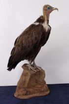 A taxidermy Hooded Vulture (Necrosyrtes monachus), full adult mounted on a faux rock base, h.56cm.