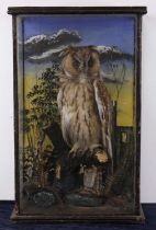 A Victorian taxidermy Long-Eared Owl (Asio oatus), full mount, perched on a branch within a