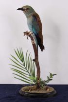 A Victorian taxidermy European Roller (Corasias garrulus), later mounted on a branch on a