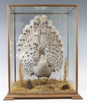 A 20th century taxidermy Grey-Peacock Pheasant (Polyplectron bicalcaratum) mounted with wings spread