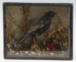 An early 20th century taxidermy Starling (Sturnidae), mounted perched on a branch in a