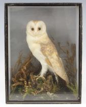 An early 20th century taxidermy Barn Owl (Tyto alba), mounted on a branch in a naturalistic