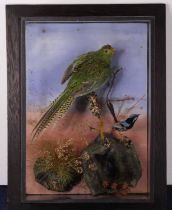 A Victorian Western Ground Parrot (Pezoporus flaviventris), together with a Superb Fairywren (