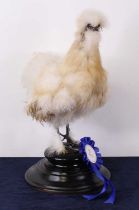 A taxidermy Bantam (Gallus gallus domesticus), mounted on an ebonised plinth with 2nd prize rosette,