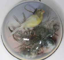 A Victorian taxidermy Yellow Canary (Serinus flaviventris), mounted perched on a branch within a