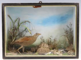 A Victorian taxidermy Corn Crake (Crex crex), mounted in a naturalistic setting with moss and