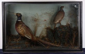 A Victorian taxidermy Pheasant (Phasianus colchicus) and a Red-legged Partridge (Alectoris rufa),