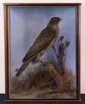 A Victorian taxidermy Sparrowhawk (Accipiter nisus), mounted upon a branch in a naturalistic setting