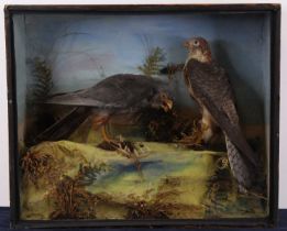 A pair of Victorian taxidermy Red-footed falcons (Falco vespertinus), adult and juvenile mounted