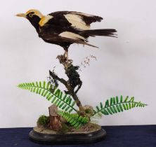 A Victorian taxidermy Regent Bowerbird (Sericulus chrysocephalus), later mounted on a branch and