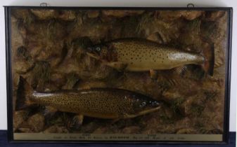 Attributed to J. Cooper and Sons, a circa 1909 brace of Irish Trout to include Ferox (Salmo ferox)