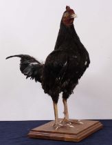 A taxidermy Bantam (Gallus gallus domesticus), full adult mounted on a walnut plinth, h.37cm.