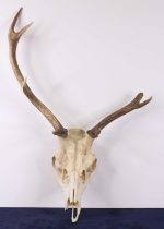 Fallow Deer (Dama dama), a pair of antlers on upper skull, w.54cm.