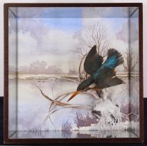 A Victorian taxidermy Kingfisher (Alcedo atthis), re-mounted as though in flight, against a