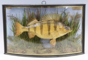 An Edwardian taxidermy Perch (Perca fluviatilis), mounted in a naturalistic setting within a verre