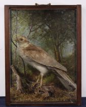 A Victorian taxidermy Sparrowhawk (Accipiter nisus), later mounted upon a branch against a printed