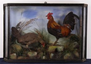 Attributed to A.S. Hutchinson of Derby, a pair of taxidermy Bantam (Gallus gallus domesticus),