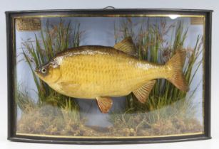 An Edwardian taxidermy Rudd (Scardinius erythrophthalmus), mounted in a naturalistic setting