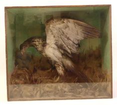 A large Victorian taxidermy White-tailed Sea Eagle (Haliaeetus albicilla), full adult with prey,