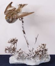 A taxidermy Snow Bunting, mounted on a branch and faux snow covered naturalistic base, h.27cm.