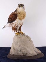 Attributed to Carl Church, a taxidermy Ferruginous Hawk / Buzzard (Buteo regalis), full mount