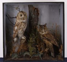 A Victorian taxidermy Tawny Owl (Strix aluco) together with a Short-eared Owl (Asio flammeous), each