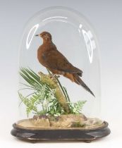 A captive bred taxidermy Socorro Dove (Zenaida graysoni), mounted upon a branch and naturalistic