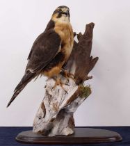 A taxidermy Aplomado Falcon (Falco femoralis), full adult mount, on a wooden branch and ebonised