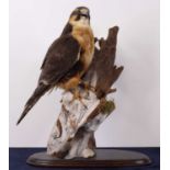 A taxidermy Aplomado Falcon (Falco femoralis), full adult mount, on a wooden branch and ebonised