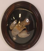 A 20th century taxidermy Red-legged Partridge (Alectoris rufa),full mount within a Ledot style glass