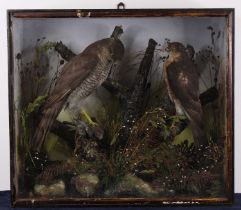 A pair of Victorian taxidermy Sparrowhawks (Accipiter nisus), adult and juvenile mounts, the adult