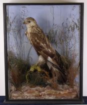 A Victorian taxidermy Rough-legged Buzzard (Buteo lagopus), full mount, perched on a branch amidst