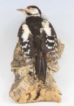 A taxidermy Greater-Spotted Woodpecker (Dendrocopos major), mounted on a tree section, h.15cm,