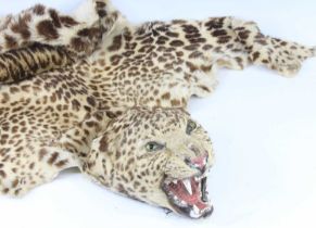 An early 20th century taxidermy Cheetah skin rug, (Acinonyx jubatus), the full skin with head