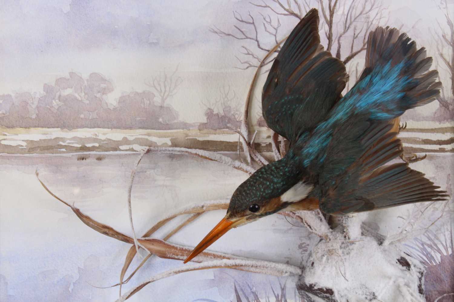 A Victorian taxidermy Kingfisher (Alcedo atthis), re-mounted as though in flight, against a - Image 2 of 2