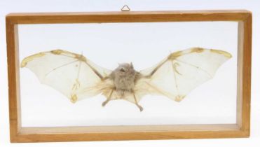 A 20th century taxidermy Fruit Bat (Pteropodidae), mounted with wings spread, within a glazed