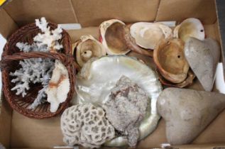 A collection of shell and coral