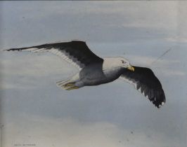 David Batterbee (b.1939) - Flying Seagull, oil on board, signed lower left, 40.5 x 50.5cm