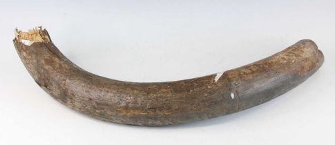 A large section of Mammouth (Mammuthus) tusk, Pleistocene, 75cm.