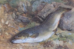 John Dawson Watson (1832-1892) - A trout from the Wandle, watercolour, signed and dated July 1856