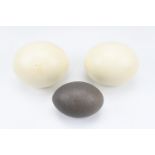 Emu and ostrich eggs, largest 16 cm