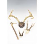A pair of four point stag antlers, mounted on a shield, together with two pairs of antlers and an