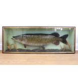 [ Taxidermy ] A cased pike by Douglas Coates, Llangollen, being a 30 lb pike caught on Loch Allen,