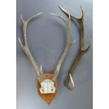 A pair of mounted eight point stag antlers, together with one other antler, pair 67 x 46 cm,