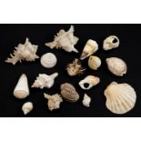 A group of sea shells, largest 12.5 cm