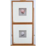 A pair of late 20th Century studies of shells, watercolour, uniformly framed under glass, 25 cm x 25