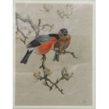 Winifred Austin (1876 - 1964) A study of a pair of Bullfinches perched on a branch of a blossoming